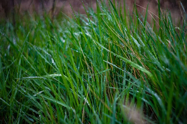 Lâminas verdes com orvalho — Fotografia de Stock