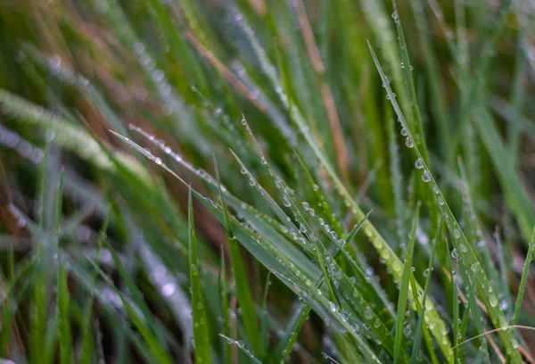 Green blades with dew — Stock Photo, Image