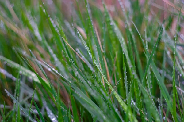 Gröna blad med dagg — Stockfoto