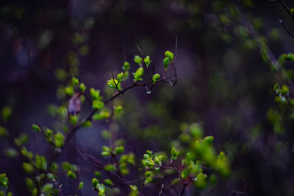 Orvalho de manhã em folhas verdes — Fotografia de Stock