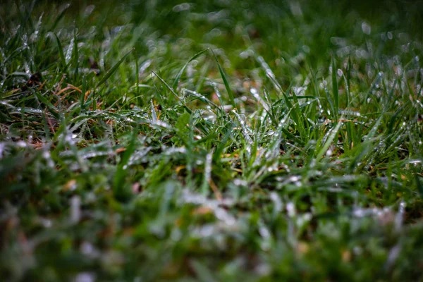 Green blades with dew — Stock Photo, Image