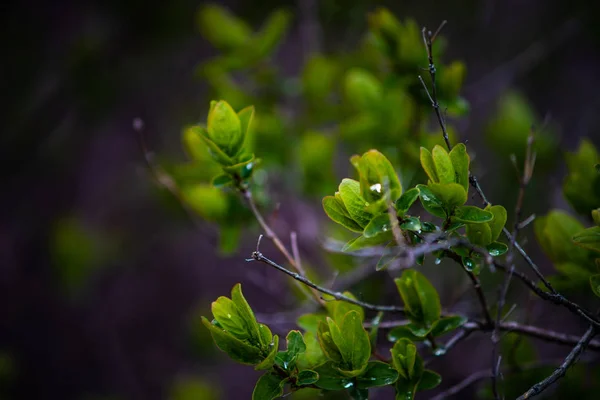 Утренняя роса на зеленых листьях — стоковое фото