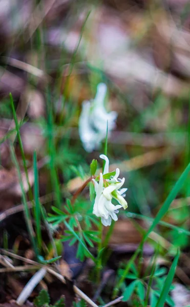 Erste Frühlingsblumen — Stockfoto