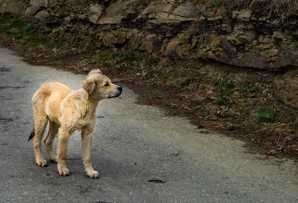 Chiot sans abri marche — Photo