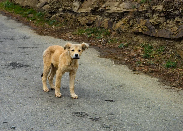 Chiot sans abri marche — Photo