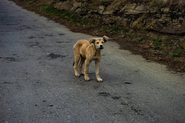 Cachorro sin hogar caminando —  Fotos de Stock