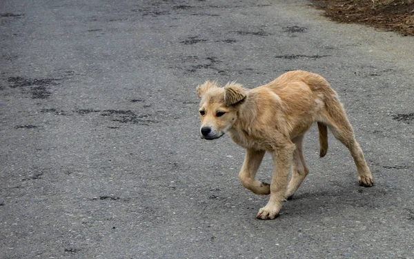 无家可归的小狗走 — 图库照片