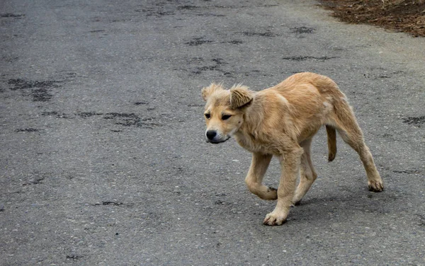 Chiot sans abri marche — Photo