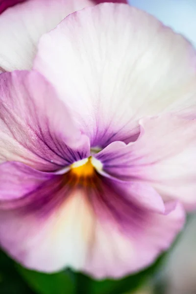 Floral card concept — Stock Photo, Image