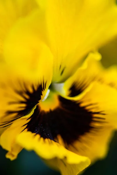Koncept för blomster kort — Stockfoto