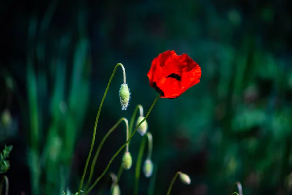 Piros pipacs virágok — Stock Fotó