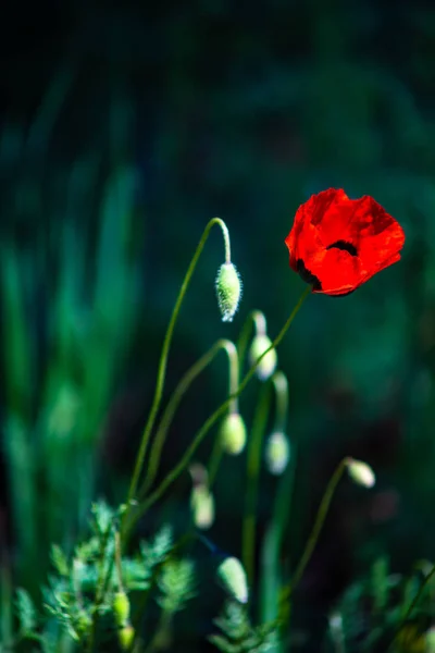 Κόκκινες παπαρούνες λουλούδια — Φωτογραφία Αρχείου