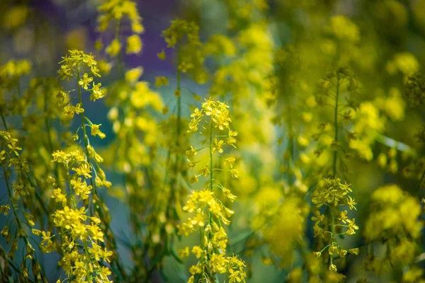 Leuchtend gelbe Blüten — Stockfoto