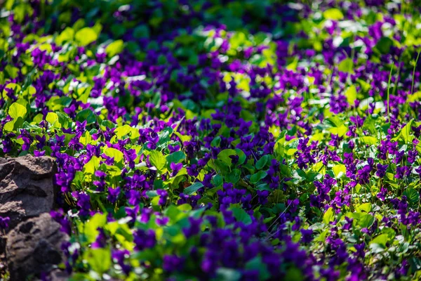 Flores de viola selvagens — Fotografia de Stock