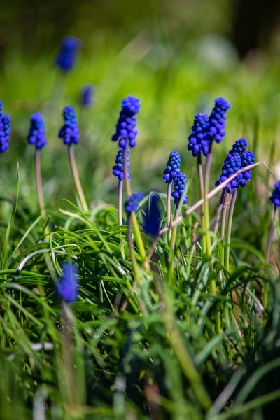 Wild hyacinth flowers — Stock Photo, Image