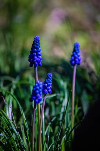 Flores de jacinto silvestre — Foto de Stock