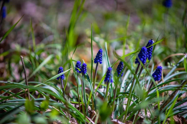 Fleurs de jacinthe sauvage — Photo