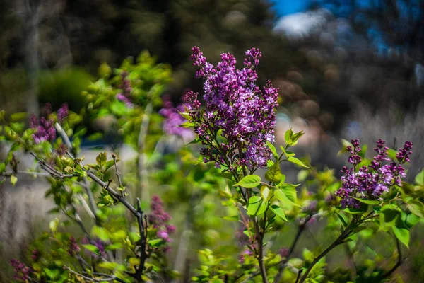 Arbuste lilas en fleurs — Photo