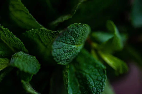 Organik daun mint — Stok Foto