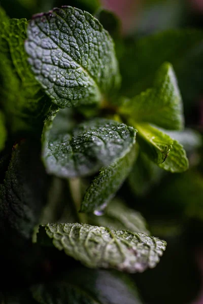 Organiska myntablad — Stockfoto