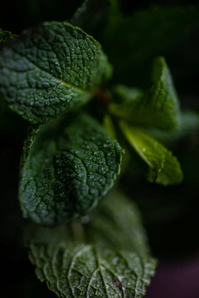 Foglie di menta biologica — Foto Stock