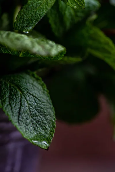 Organik daun mint — Stok Foto