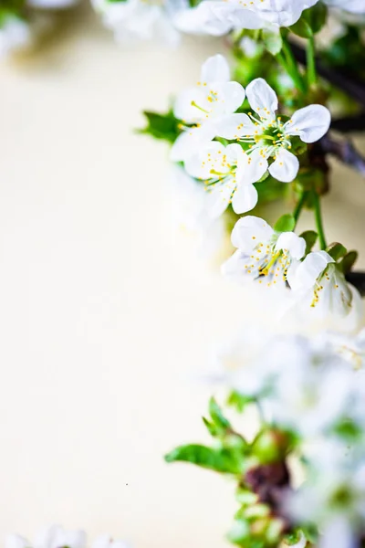 Spring floral frame — Stock Photo, Image