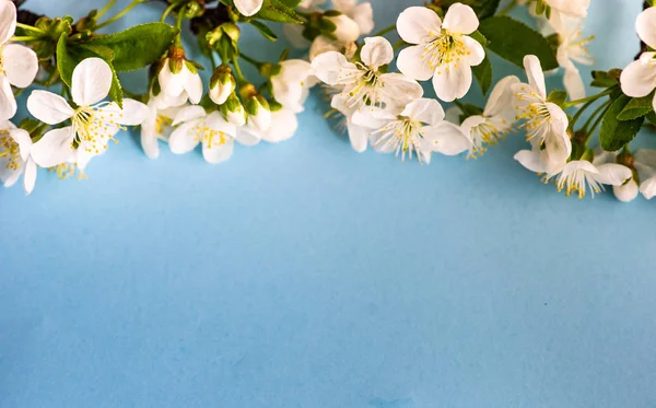 Marco floral de primavera —  Fotos de Stock