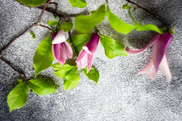 Floral frame met Magnolia bloeien — Stockfoto