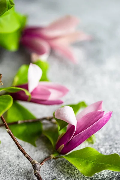 Květinové rámy s magnolií kvetení — Stock fotografie