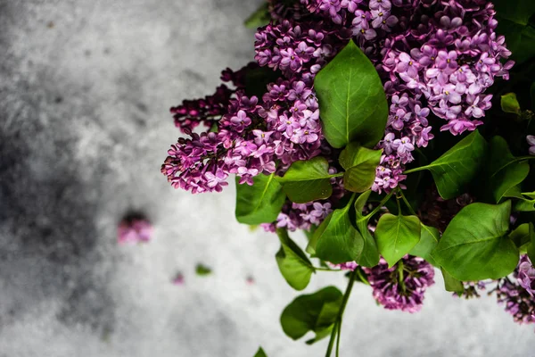マグノリアと春の花のカードのコンセプト — ストック写真