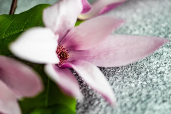 Cornice floreale con fioritura magnolia — Foto Stock