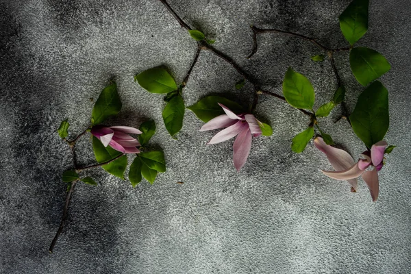 Floral frame met Magnolia bloeien — Stockfoto