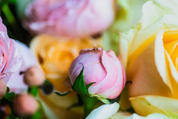 Conceito de cartão floral bonito com rosas frescas — Fotografia de Stock