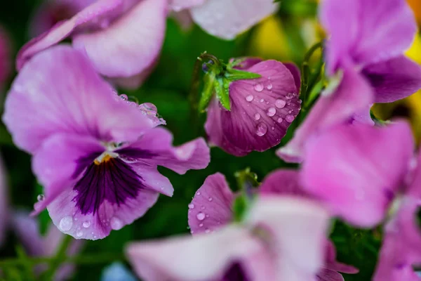 Frühlingsblumenkarte — Stockfoto