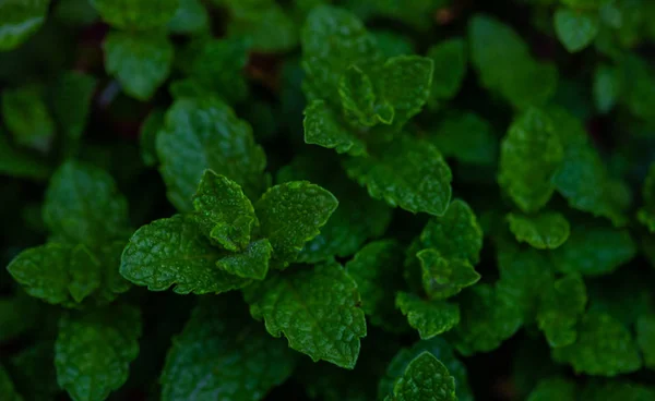 Färska marockanska Mint Plant — Stockfoto