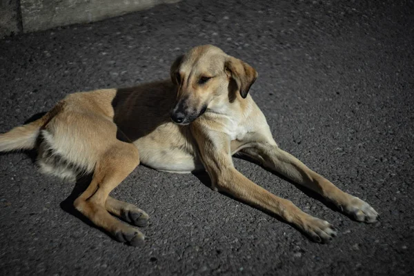 Obdachloser Hund im Freien — Stockfoto