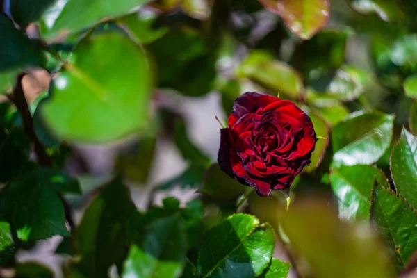 Florescendo aumentou em um jardim — Fotografia de Stock