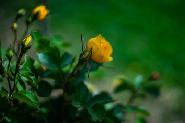 Florescendo aumentou em um jardim — Fotografia de Stock