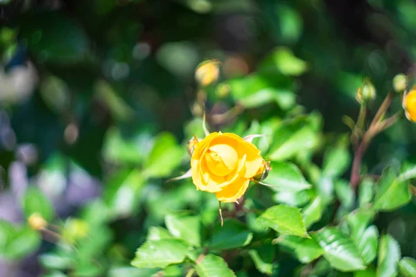 Blühende Rose in einem Garten — Stockfoto