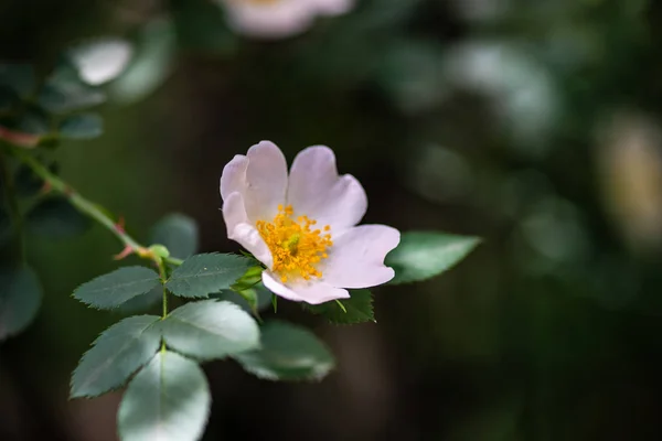 Primo piano di fiori di rosa canina selvatica — Foto Stock