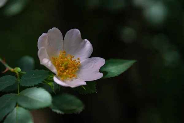 Närbild av vilda nypon blommor — Stockfoto
