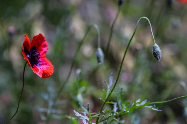 Levande röd vallmo blommor — Stockfoto