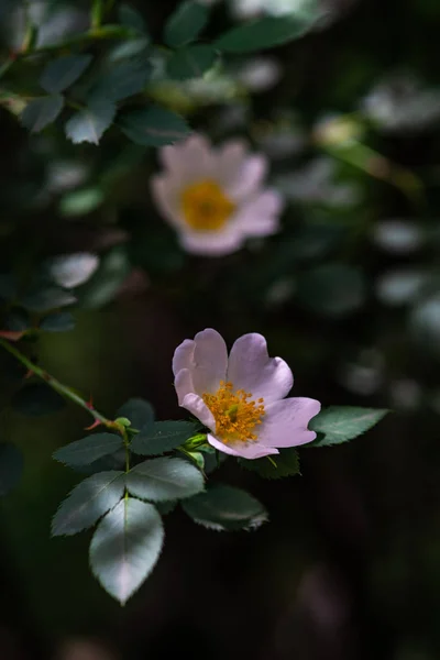 Gros plan de fleurs sauvages de rose de chien — Photo