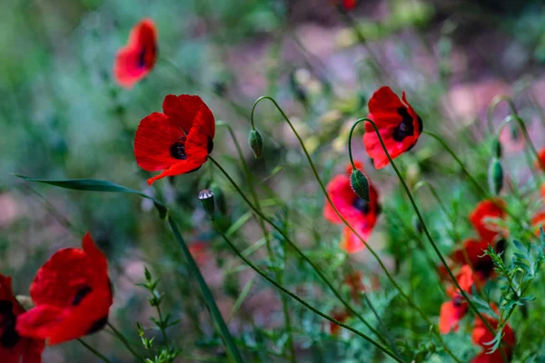 Levendige rode papaver bloemen — Stockfoto