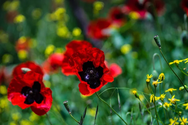 Élénk piros mák virágok — Stock Fotó