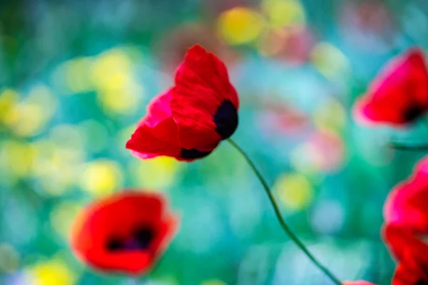 Levendige rode papaver bloemen — Stockfoto