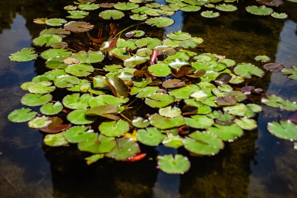 Water lily flowers — Stock Photo, Image