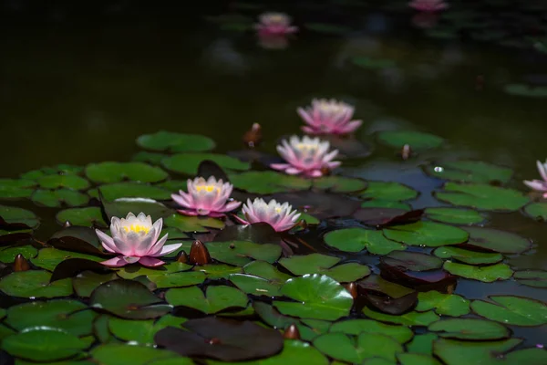 水のユリの花 — ストック写真
