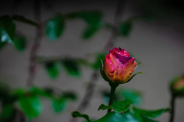 Blühende Rose in einem Garten — Stockfoto